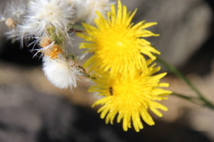 IMG_0435